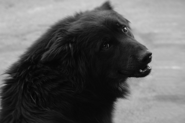 чёрный пёс.jpg