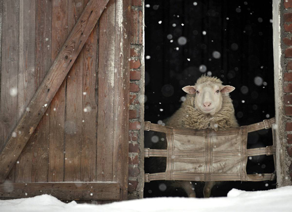 овечка.jpg овечка.jpg